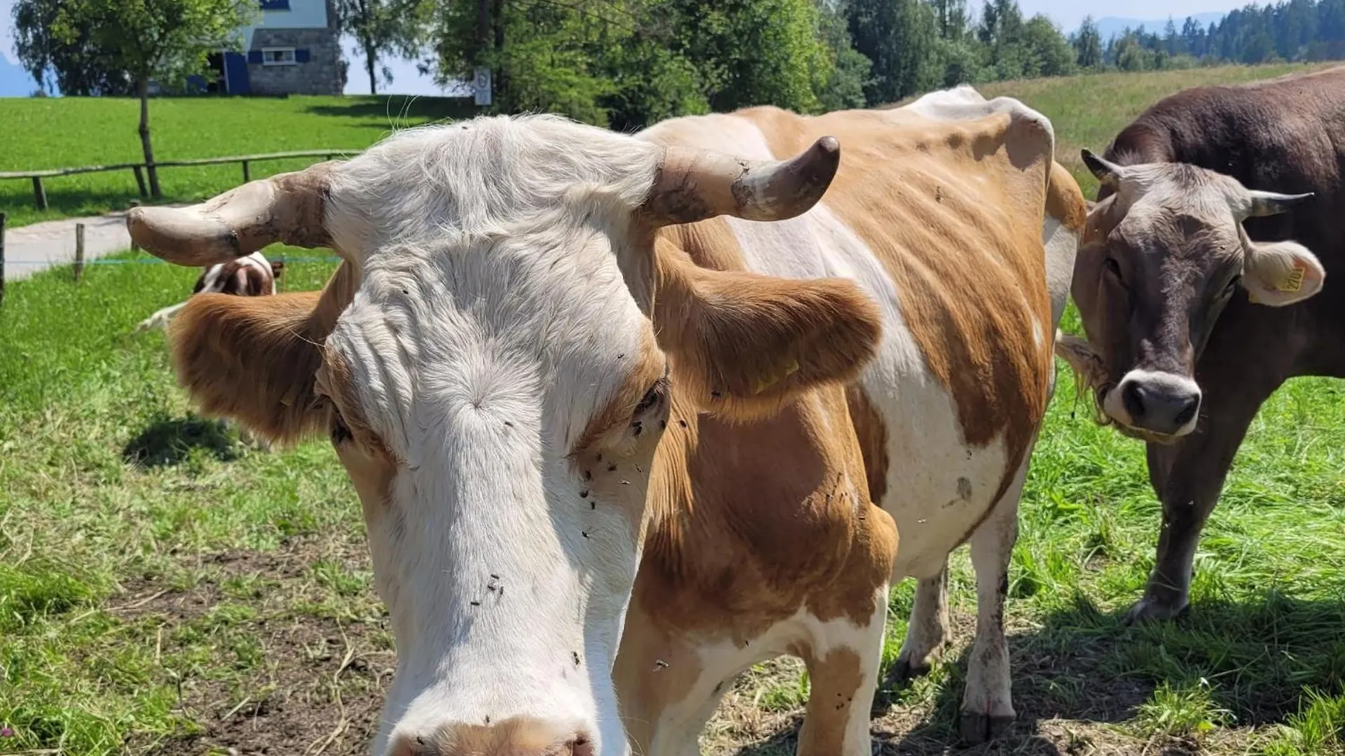 Cinque Abeti Agrialloggio Mountain Lake Iseo Hospitality Bossico Bed & Breakfast